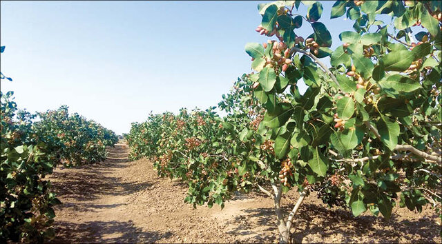برداشت طلای سبز در مهولات آغاز شد برداشت طلای سبز در مهولات آغاز شد