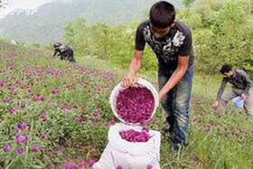 کشت ۲۰ گونه گیاهان دارویی در سیستان و بلوچستان