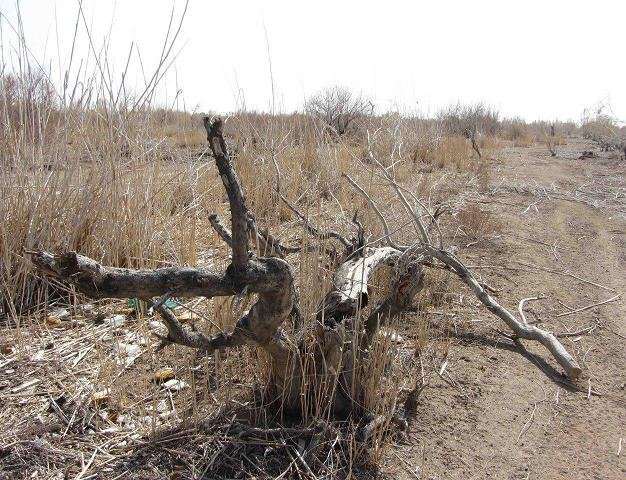 درختانی که برای تفریح، زغال میشوند