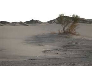 درختانی که برای تفریح، زغال میشوند