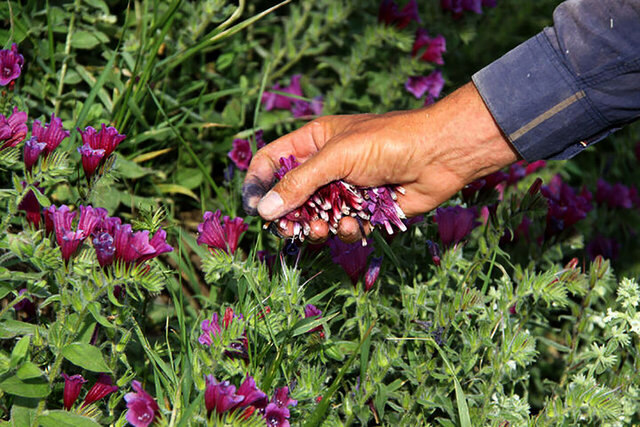 توجه به گیاهان دارویی، تحولی در اقتصاد منطقه ترشیز