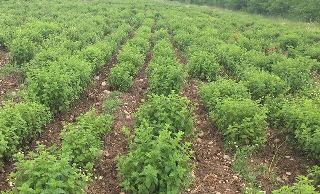 توجه به گیاهان دارویی، تحولی در اقتصاد منطقه ترشیز