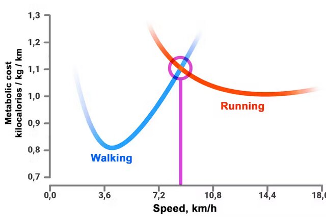 برای مصرف بیشتر انرژی بدویم یا پیادهروی کنیم؟