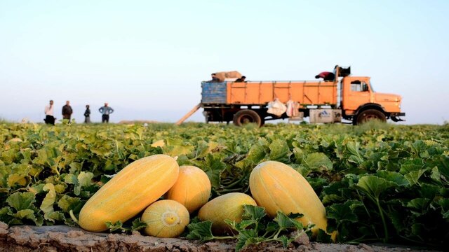 ۴۴هزار هکتار از اراضی کشاورزان تربت‌جام بازگردانده می‌شود