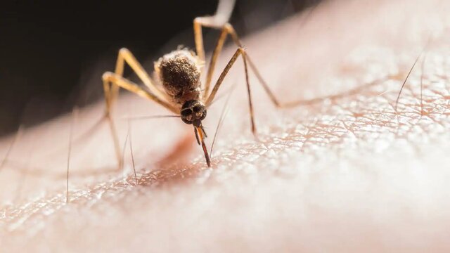 تسکین خارش نیش پشه با این صبحانه