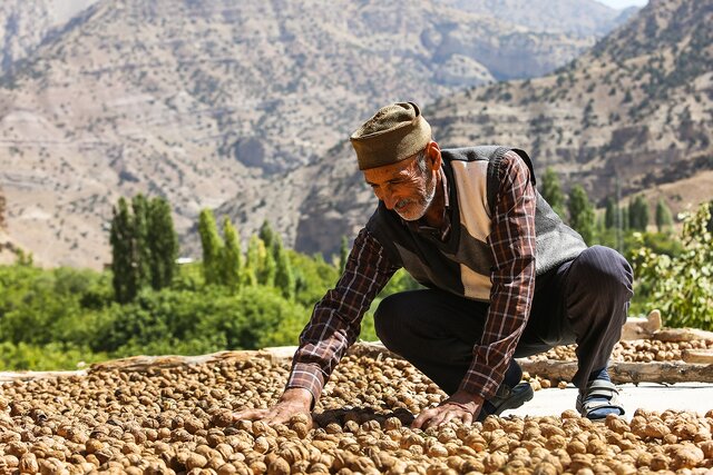 برداشت سالیانه ۴۰۰ تن پسته از بزرگترین رویشگاه جنگل خاورمیانه