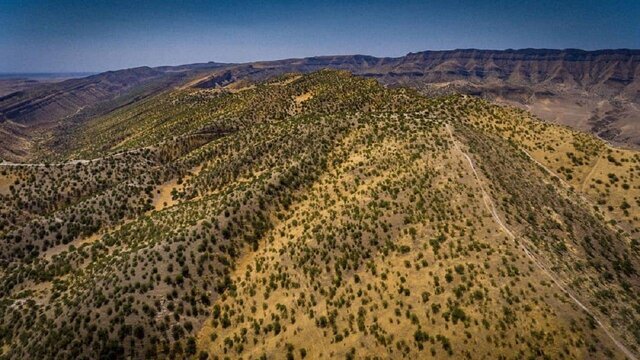 برگ‌ریزان درختان بزرگترین جنگل پسته وحشی خاورمیانه برای زنده ماندن