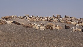 دامداران از چرای دام در گرمای شدید خودداری کنند