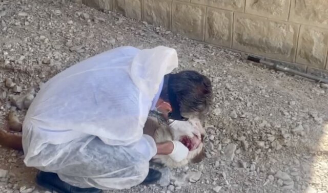 ۳۵۰۰ قلاده سگ صاحبدار علیه بیماری هاری در قوچان واکسینه شدند