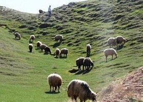 مراتع شهرستان تایباد در خطر نابودی