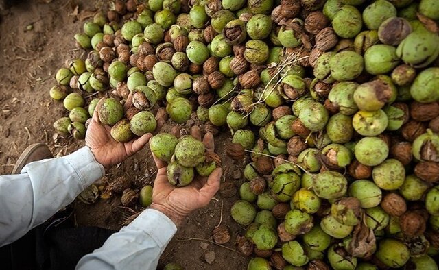 سرطان به جان درختان قطب تولید گردوی خراسان رضوی افتاد