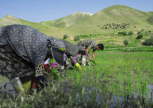 سرطان به جان درختان قطب تولید گردوی خراسان رضوی افتاد