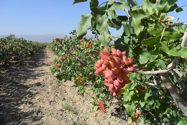 نهال‌های پسته سایر کشورها متناسب با شرایط اقلیمی خراسان رضوی نیست