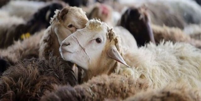 عکس از آرشیو است سرقت احشام با خودروی سواری