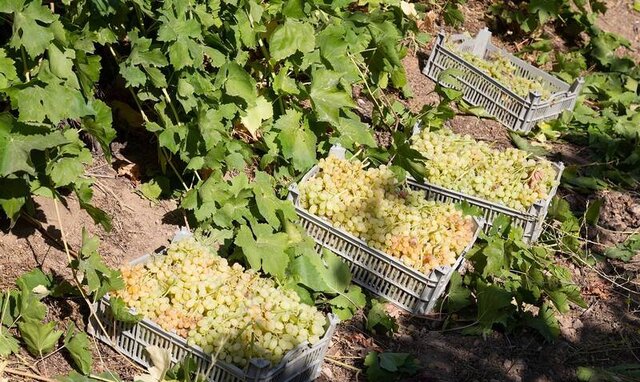 چراغِ کمفروغ سرمایهگذاری در زمینه صنایع تبدیلی و تکمیلی کشاورزی خلیلآباد