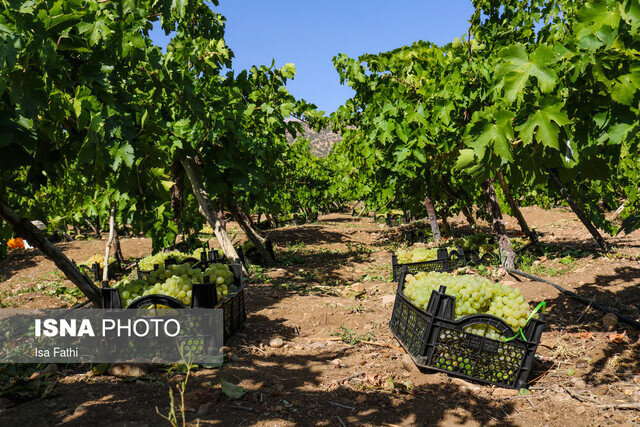 چراغِ کمفروغ سرمایهگذاری در زمینه صنایع تبدیلی و تکمیلی کشاورزی خلیلآباد