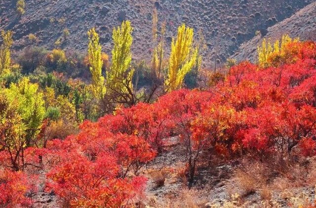 راهاندازی خط فرآوری، راهکار ورود محصول سماق به بازارهای جهانی راهاندازی خط فرآوری، راهکار ورود محصول سماق به بازارهای جهانی