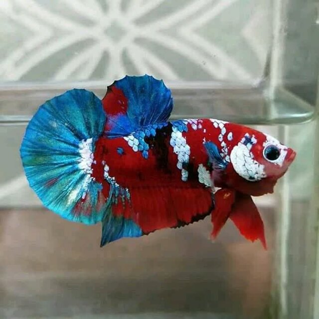 شهری در خراسان رضوی که خوشمزهترین ماهی قزلآلا را پرورش میدهد