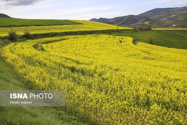 رشد ۱۵۰ درصدی سطح زیر کشت کلزا / پرداخت مطالبات کلزاکاران در کمتر از یک‌ماه