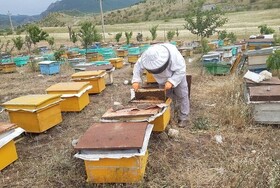 کمبود شکر و نقدینگی از مهمترین مشکلات زنبورداران