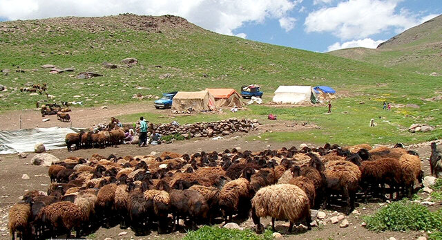 آغاز اجرای طرح بهبود تولید مثل دام سبک عشایر در خراسان جنوبی