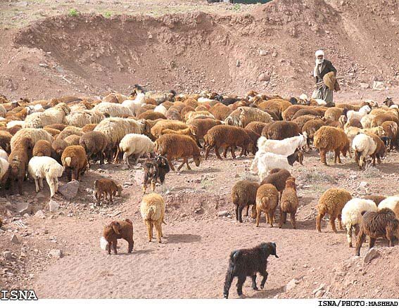 نصب ۳۰۰ پنل خورشیدی برای مقابله با خاموشی چاههای کشاورزی