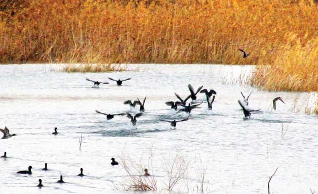 تالاب سیرخون خواف، الماسی در کویر ایران است