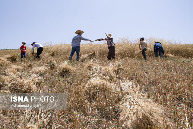 کاهش ۵۰ درصدی تولید گندم در کهگیلویه و بویراحمد کاهش ۵۰ درصدی تولید گندم در کهگیلویه و بویراحمد