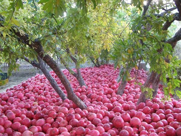 سرخ ماندن یاقوتهای خراسان نیازمند حمایت بیشتر است