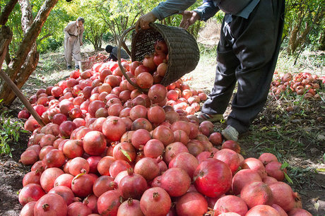 سرخ ماندن یاقوتهای خراسان نیازمند حمایت بیشتر است