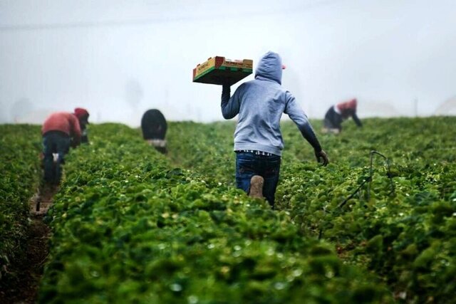 سرشماری عمومی بخش کشاورزی راهی برای توسعه کشور