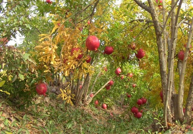 چهارمین جشنواره انار بجستان با حضور استاندار خراسان رضوی برگزار می‌شود