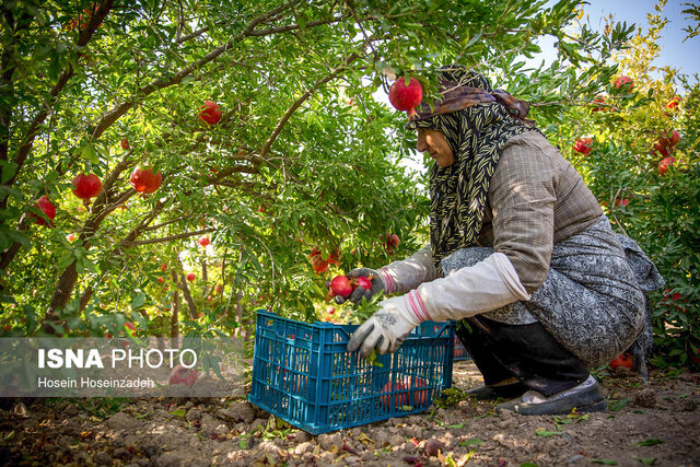 نبض حیات انارستانهای قم در گرو مدیریت کارآمد آب و برق