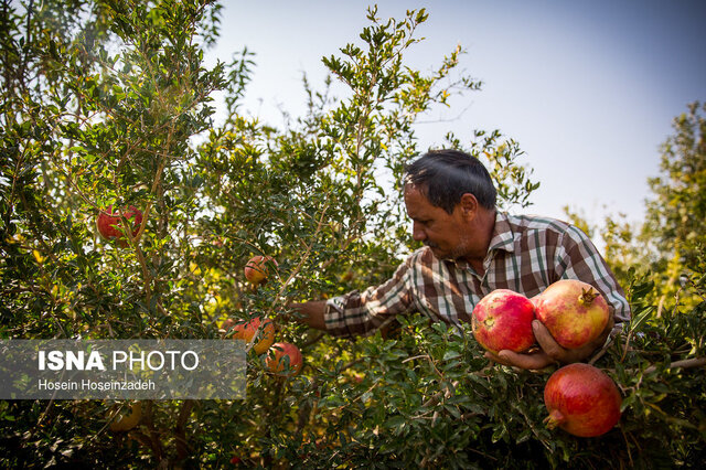 «بجستان» شهر یاقوتهای سرخ با شهرتی جهانی