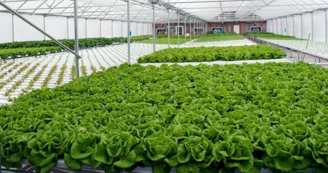 فناوریهای نوین در تولیدات گلخانهای خراسانجنوبی؛ فرصتها و چالشها