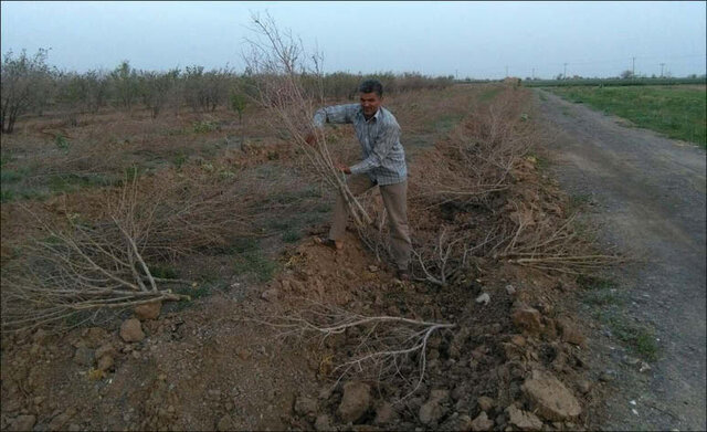 کف‌بر شدن اکثر درختان انار در مه‌ولات به دلیل سرما و خشکسالی