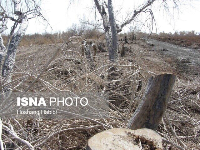 کدام شهرستانهای خراسان رضوی بیشترین قطع درختان تاغ و قاچاق چوب را دارند؟