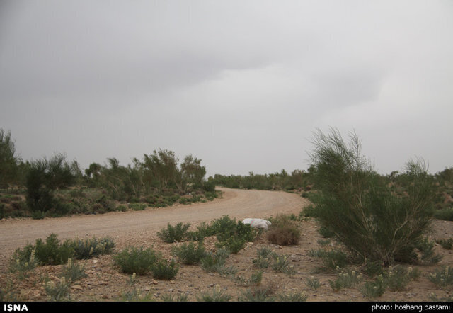 کدام شهرستانهای خراسان رضوی بیشترین قطع درختان تاغ و قاچاق چوب را دارند؟