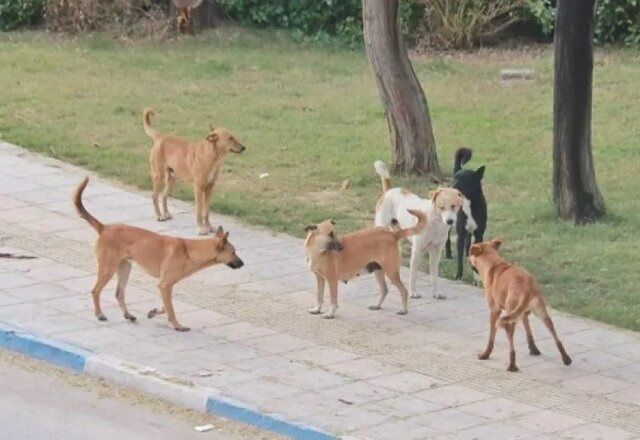 افزایش سگهای بلاصاحب و نگرانی برای حیاتوحش جغتای