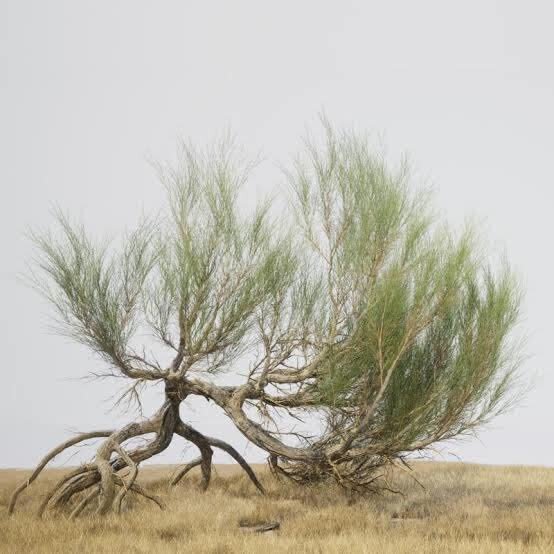 مراقب عروسهای بیابان باشید