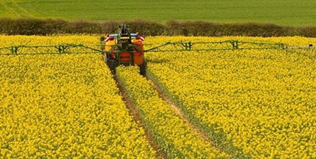 کشت دانه‌های روغنی برای شهرهای خراسان رضوی صرفه اقتصادی ندارد