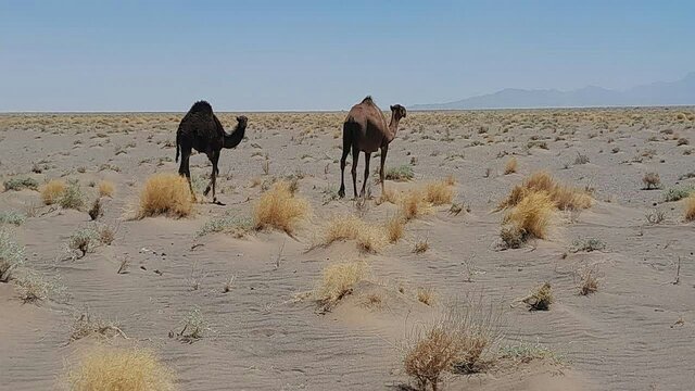 شترداری؛ صنعتی سودآور در دل کویر