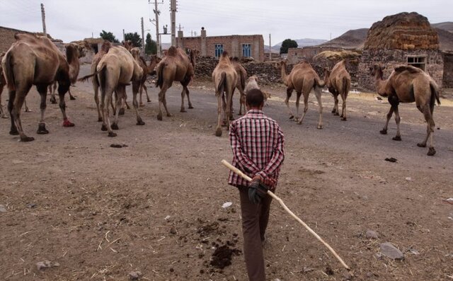 شترداری؛ صنعتی سودآور در دل کویر