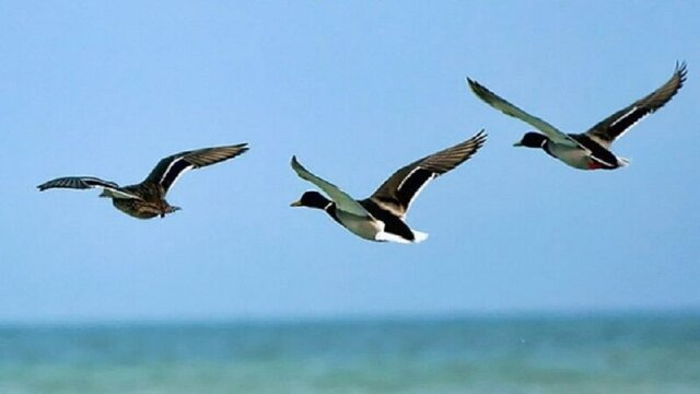 توسعه بیرویه کشاورزی تهدیدی برجان تالابهای درگز