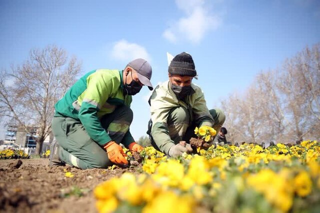 کاشت انواع گلهای بهاری در ۱۶ هکتار از سطح شهر مشهد کاشت انواع گلهای بهاری در ۱۶ هکتار از سطح شهر مشهد