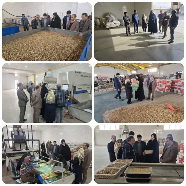 مهولات پیشگام در فناوریهای نوین فرآوری پسته