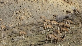 لزوم پرهیز از مداخله در زندگی نوزادان حیوانات وحشی