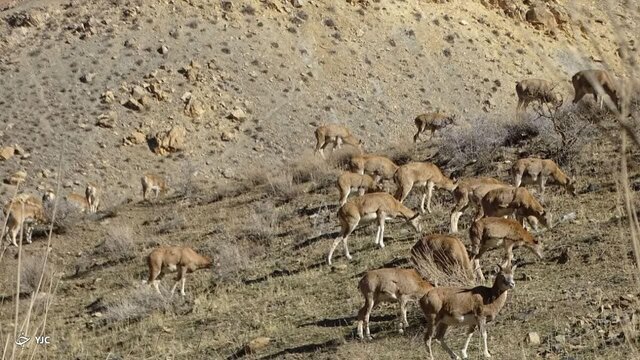 پناهگاه حیاتوحش حیدری؛ گنجینهای از تنوع زیستی در نیشابور