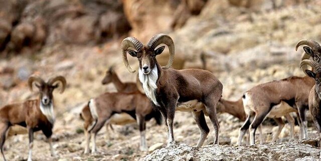 استفاده از فناوریهای نوین در حفاظت از محیط زیست استفاده از فناوریهای نوین در حفاظت از محیط زیست