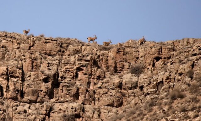 پارک ملی تندوره؛ زیستگاه گونههای جانوری کمیاب